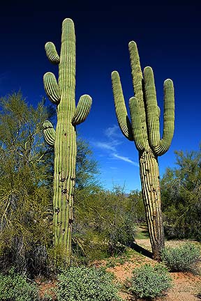 McDowell Mountain Regional Park, February 12, 2015